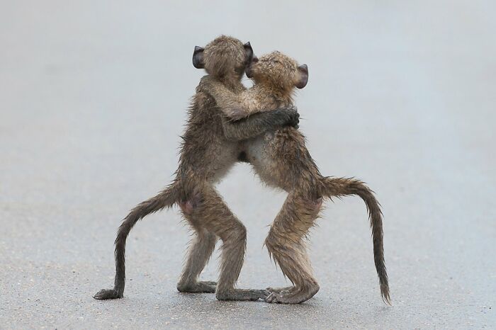 Last Tango in the Wild