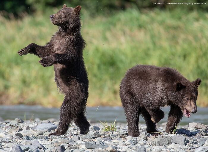 Stand-Up Comedy By the Animals