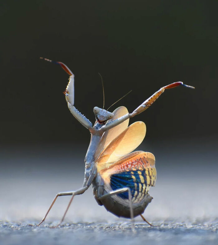 Mantis Flamenca’s Dance Off