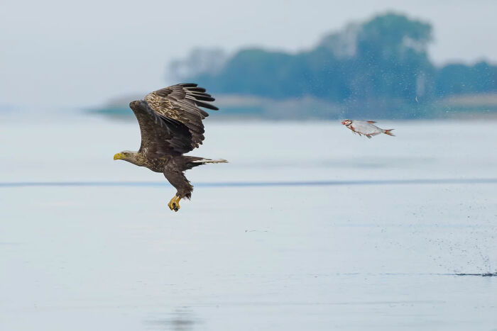 White-Tailed Eagle’s Majestic Stare