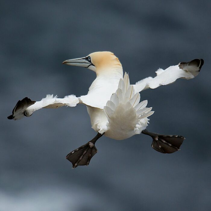 Northern Gannet’s Perfect Pose