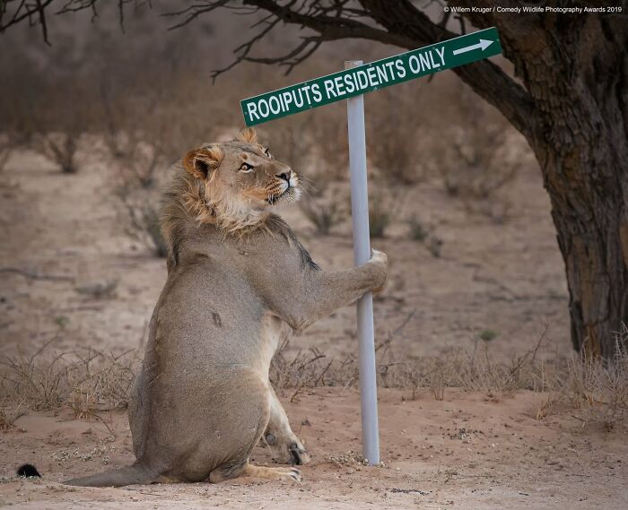Lion’s Takeaway Snack Run