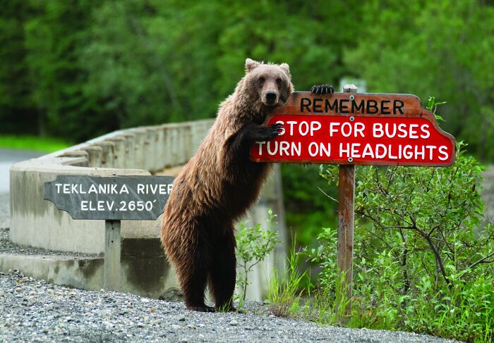 Drive Safe, Says This Wild Chauffeur