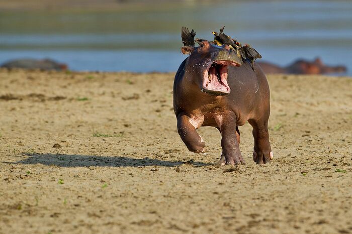 Wait, Nature Is This Hilarious? Check Out 80 Wildlife Pics That Nailed the Comedy Game