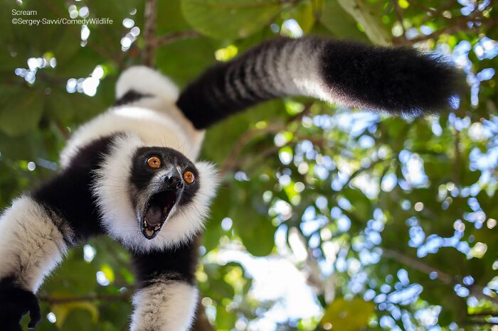 Wait, Nature Is This Hilarious? Check Out 80 Wildlife Pics That Nailed the Comedy Game