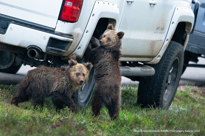 Wait, Nature Is This Hilarious? Check Out 80 Wildlife Pics That Nailed the Comedy Game