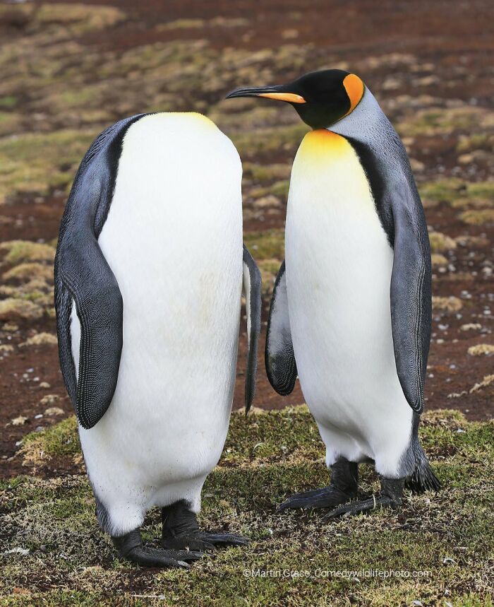 Wait, Nature Is This Hilarious? Check Out 80 Wildlife Pics That Nailed the Comedy Game