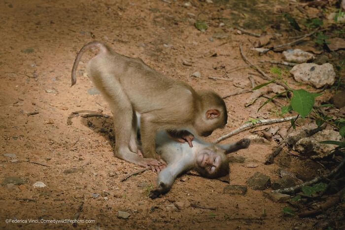 Wait, Nature Is This Hilarious? Check Out 80 Wildlife Pics That Nailed the Comedy Game