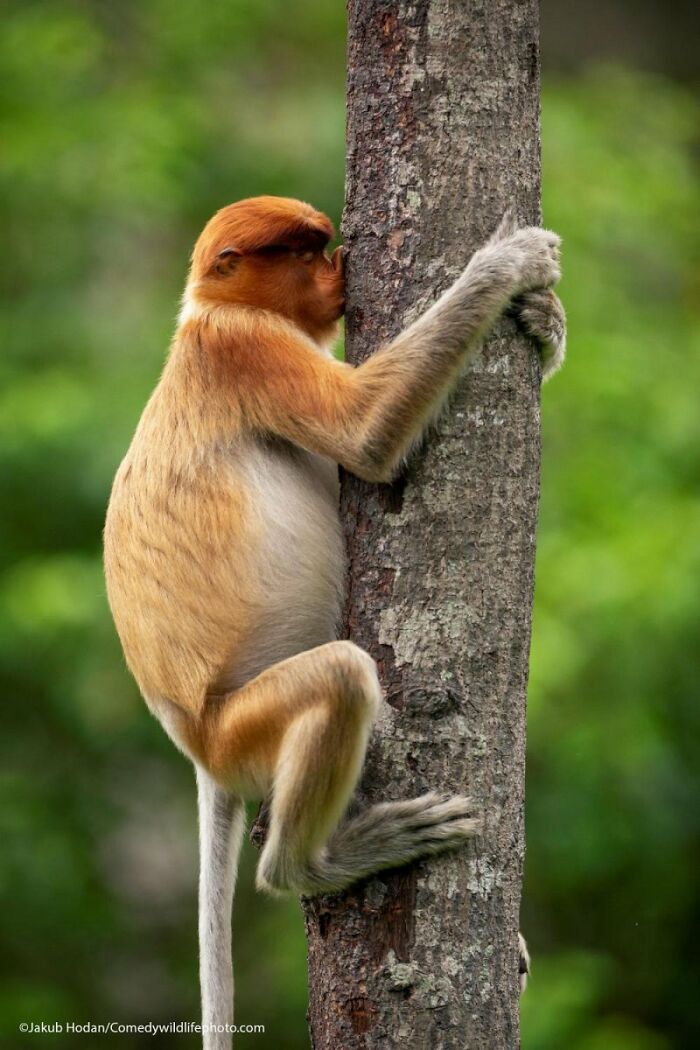Wait, Nature Is This Hilarious? Check Out 80 Wildlife Pics That Nailed the Comedy Game