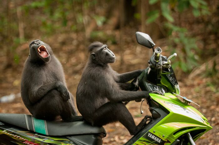 Wait, Nature Is This Hilarious? Check Out 80 Wildlife Pics That Nailed the Comedy Game