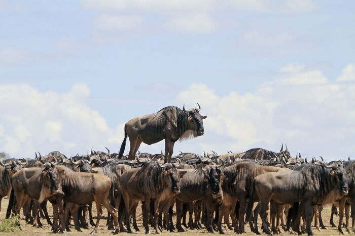 Wait, Nature Is This Hilarious? Check Out 80 Wildlife Pics That Nailed the Comedy Game
