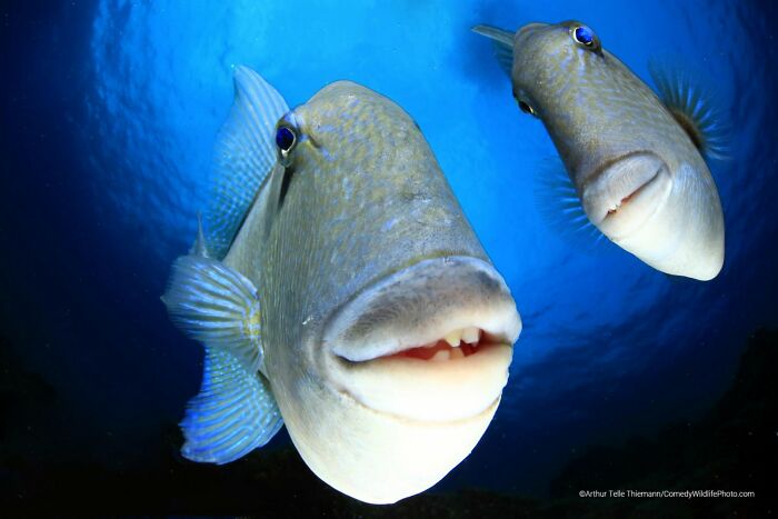 Wait, Nature Is This Hilarious? Check Out 80 Wildlife Pics That Nailed the Comedy Game