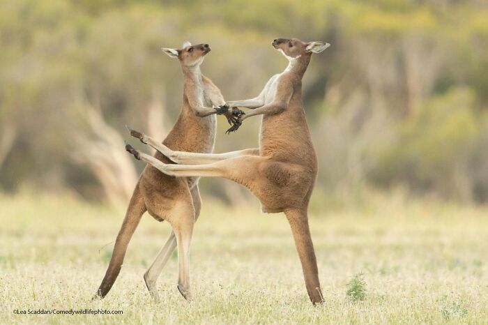 Wait, Nature Is This Hilarious? Check Out 80 Wildlife Pics That Nailed the Comedy Game