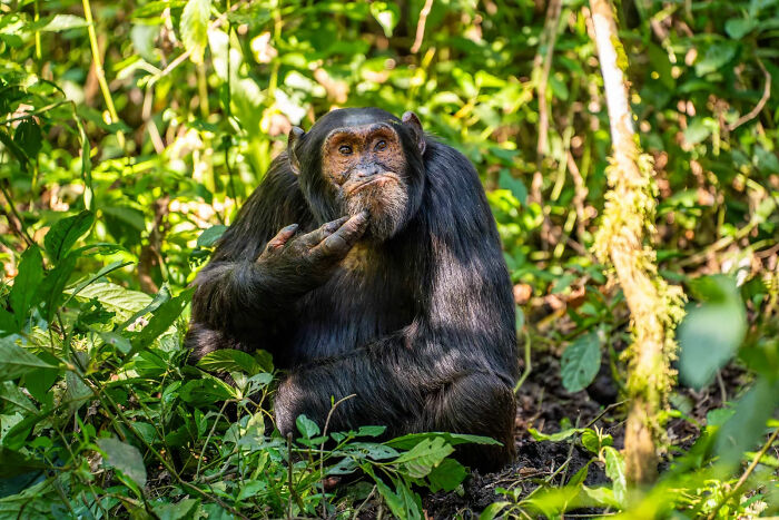 Wait, Nature Is This Hilarious? Check Out 80 Wildlife Pics That Nailed the Comedy Game