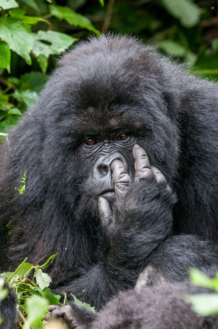 Wait, Nature Is This Hilarious? Check Out 80 Wildlife Pics That Nailed the Comedy Game