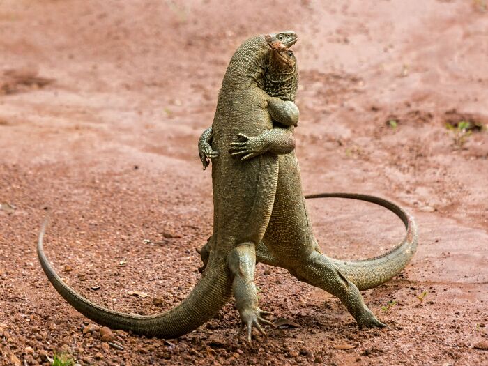 Wait, Nature Is This Hilarious? Check Out 80 Wildlife Pics That Nailed the Comedy Game