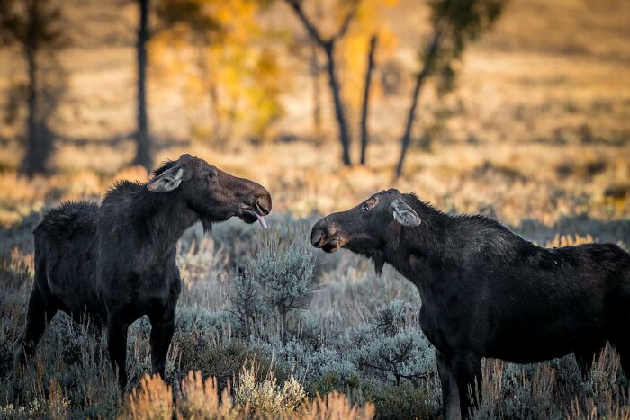 Wait, Nature Is This Hilarious? Check Out 80 Wildlife Pics That Nailed the Comedy Game