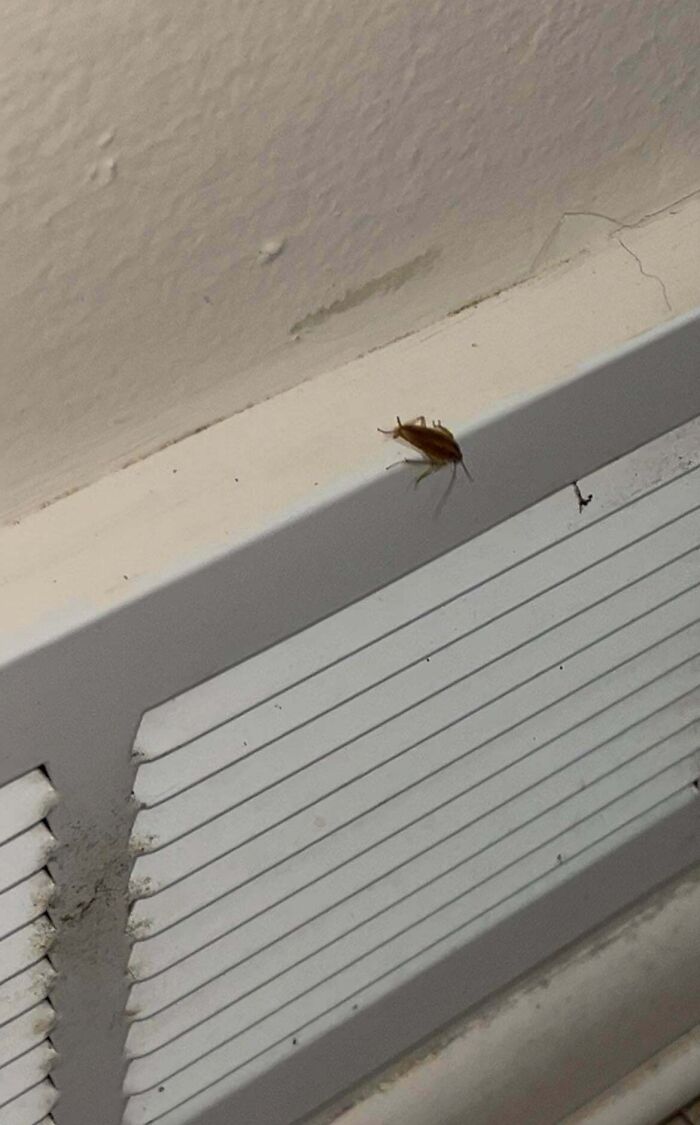 Wait, They Actually Lived Through These Airbnb Fails?!