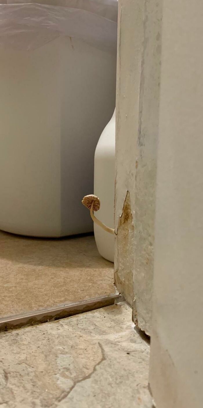 Wait, They Actually Lived Through These Airbnb Fails?!