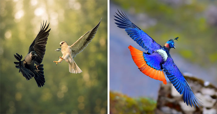 52 Bird Pics That Will Totally Blow Your Feathered Mind