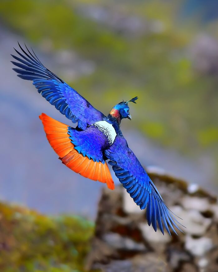 The Fancy Himalayan Monal