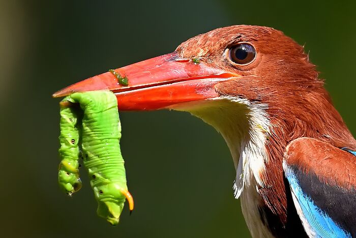 Mr. White-Throated Kingfisher Making a Splash