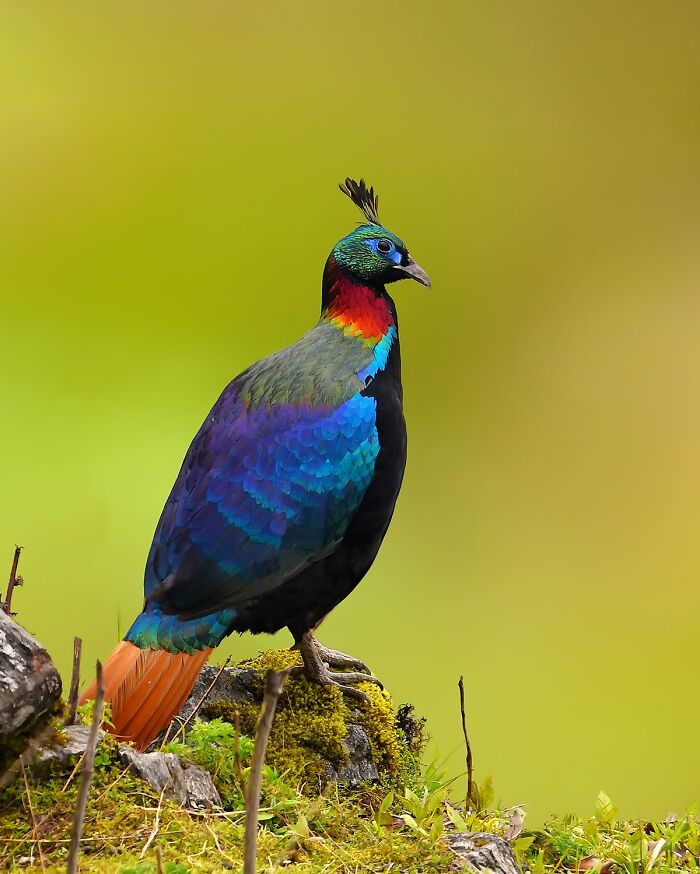 Himalayan Monal Showing Off Round Two