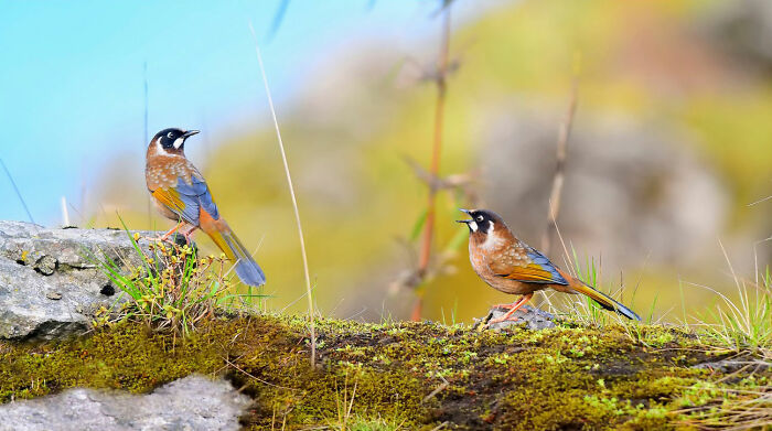 Black-Faced Laughingthrush: The Bird with Attitude