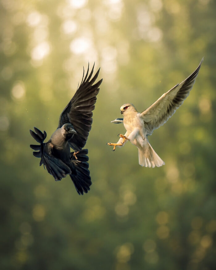 Black-Winged Kite and Crow: Frenemies?