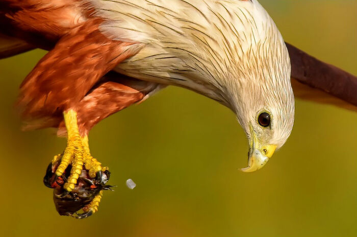 Brahminy Kite Like a Boss in the Sky