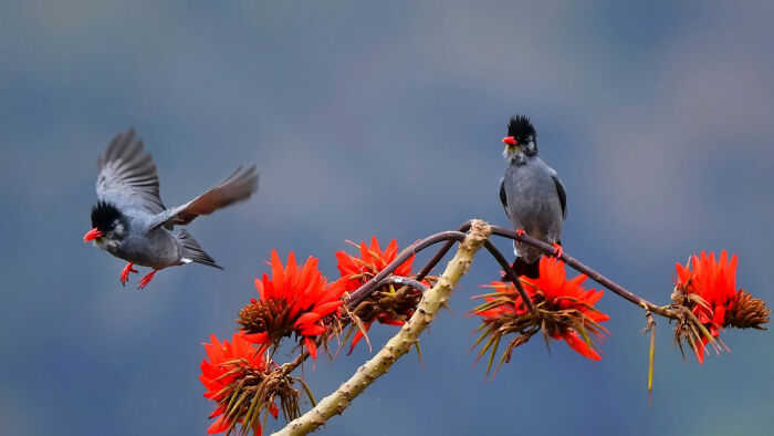 Himalayan Black Bulbul's Moody Look