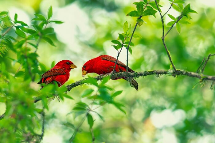 Scarlet Finch: The Red Hot Bird