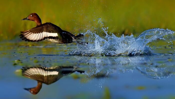 Ferruginous Duck Just Chillin'