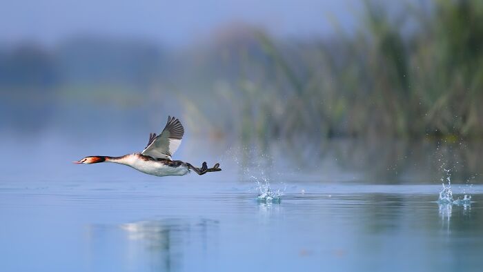 Great Crested Grebe's Splashy Pose