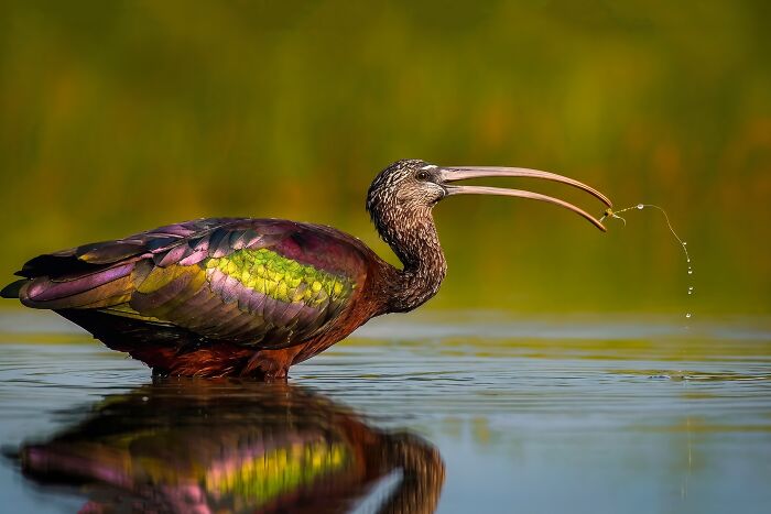 Glossy Ibis: The Shiny One