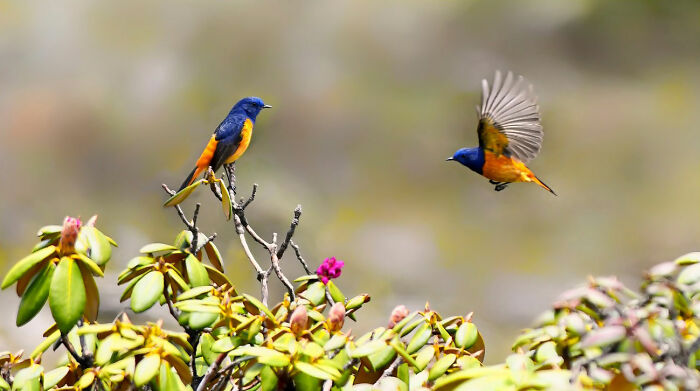 Blue-Fronted Redstart Showing Off Its Blues