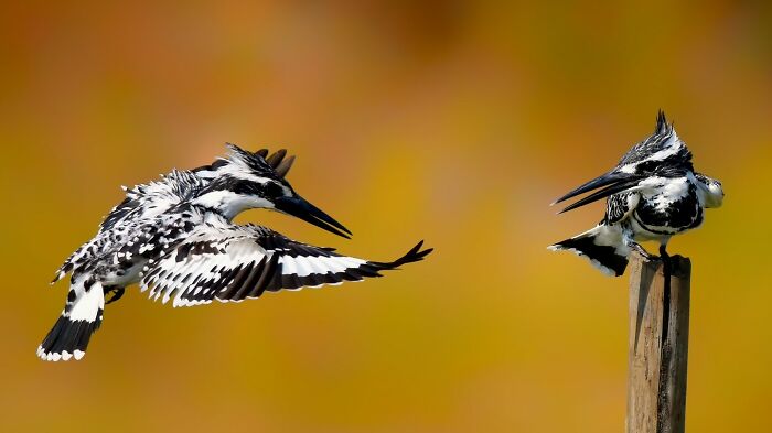 Pied Kingfisher Zipping By