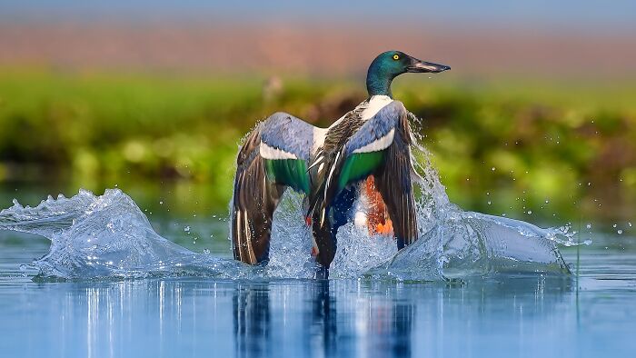 Northern Shoveler with a Unique Spoon