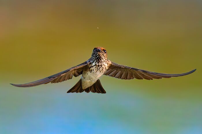 Streak-Throated Swallow Built for Speed