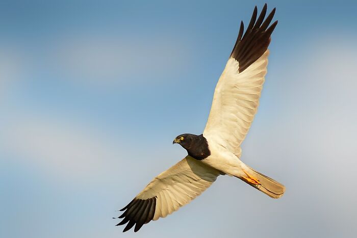 Pied Harrier’s Epic Flight Pose