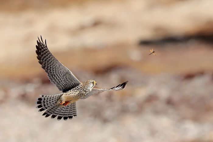 Common Kestrel Looking Sharp