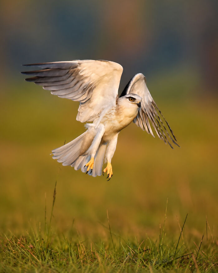 Black-Winged Kite: The Silent Glider