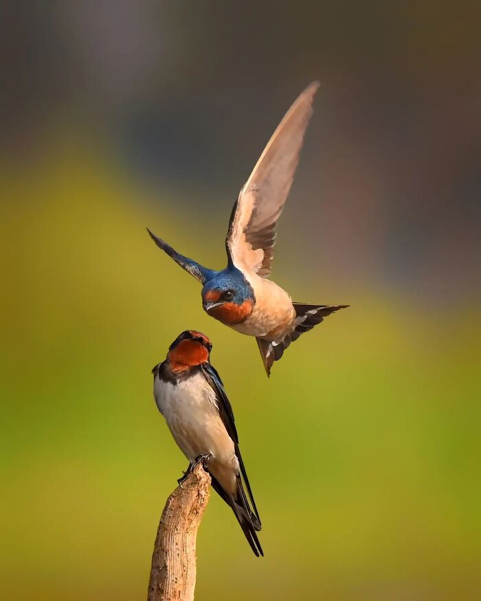 Barn Swallow Showing Off Its Flying Skills
