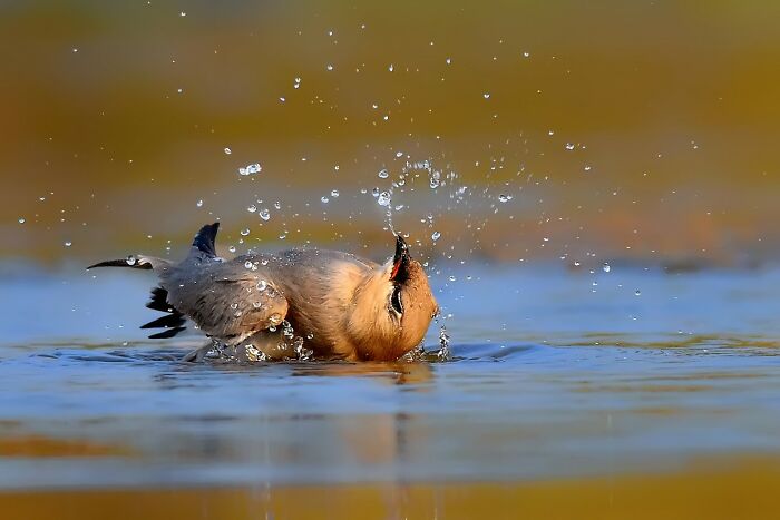 Small Pratincole Being All Cute and Small