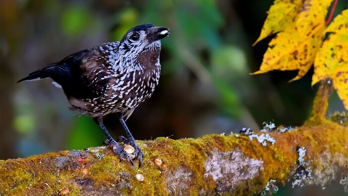 Spotted Nutcracker Doing Its Spotty Thing