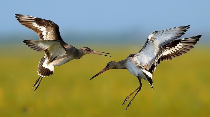 Black-Tailed Godwits: The Elegant Waders