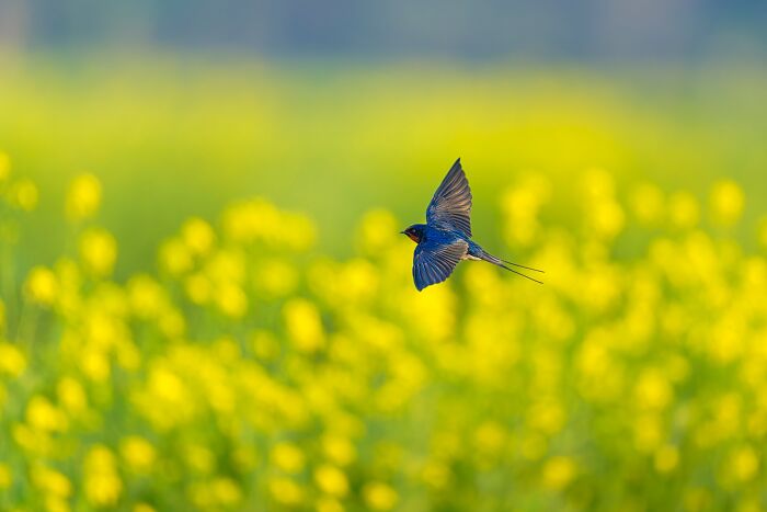 Barn Swallow Again Because Why Not?