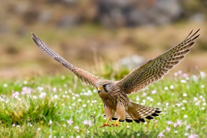 Common Kestrel Back for More
