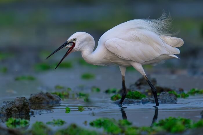 Little Egret Keeping It Classy