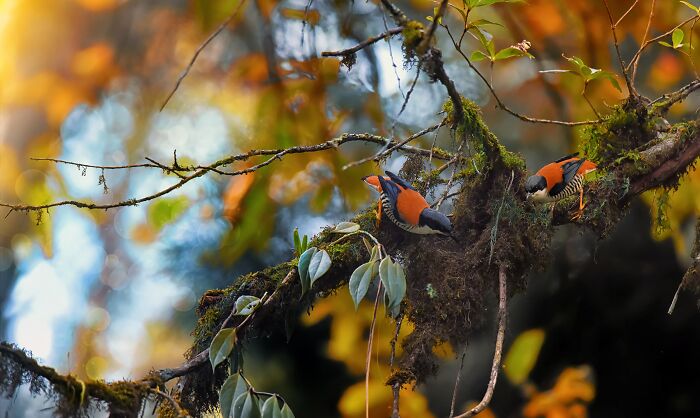 Himalayan Cutia, The Feathered Charm